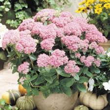 Image result for Chrysanthemum spectabile