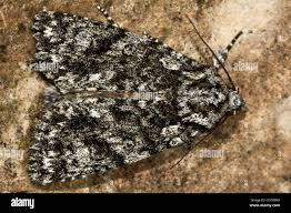 Attēlu rezultāti vaicājumam “Acronicta megacephala”