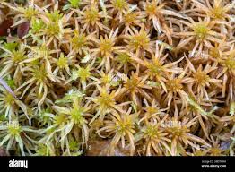 Attēlu rezultāti vaicājumam “Sphagnum teres”