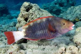 Image result for Chlorurus perspicillatus