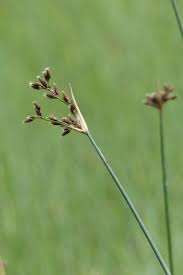 Attēlu rezultāti vaicājumam “Schoenoplectus lacustris subsp. lacustris”