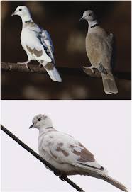 Attēlu rezultāti vaicājumam “Streptopelia decaocto adult”