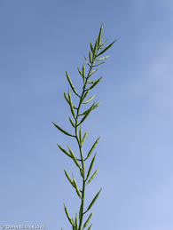 Attēlu rezultāti vaicājumam “Barbarea vulgaris subsp. arcuata fruit”