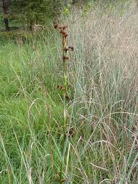Attēlu rezultāti vaicājumam “Cladium mariscus fruit”
