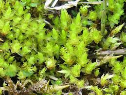 Attēlu rezultāti vaicājumam “Mnium stellare”