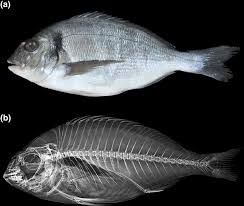 Image result for Sparus aurata