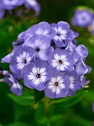 Image result for Phlox (großblumig)