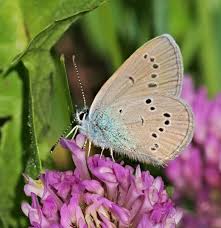 Attēlu rezultāti vaicājumam “Cyaniris semiargus female”