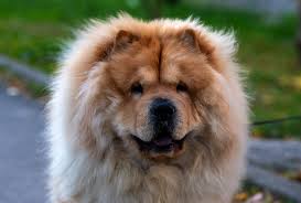 Znalezione obrazy dla zapytania chow