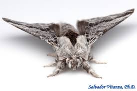 Attēlu rezultāti vaicājumam “Lasiocampidae”