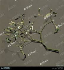 Attēlu rezultāti vaicājumam “Viscum album”