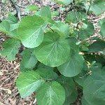 Attēlu rezultāti vaicājumam “Menispermum dauricum leaf”