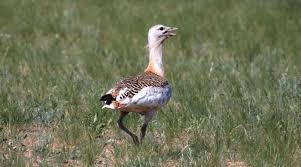 Image result for Otis tarda