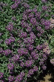 Image result for Alyssum diffusum