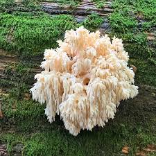 Attēlu rezultāti vaicājumam “Hericium coralloides”