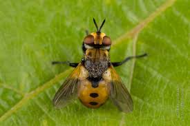 Attēlu rezultāti vaicājumam “Gymnosoma sp.”