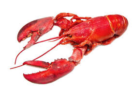 Attēlu rezultāti vaicājumam “Crustacea”