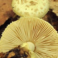 Attēlu rezultāti vaicājumam “Amanita citrina”