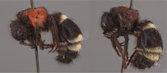 Attēlu rezultāti vaicājumam “Mutilla europaea”