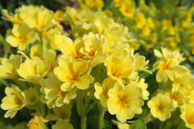 Image result for Primula veris