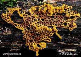 Attēlu rezultāti vaicājumam “Hemitrichia lutescens spores”