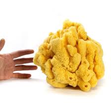 Attēlu rezultāti vaicājumam “Spongia”