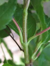 Attēlu rezultāti vaicājumam “Acer tataricum bud”