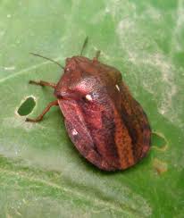 Attēlu rezultāti vaicājumam “Eurygaster testudinaria imago”