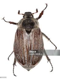 Attēlu rezultāti vaicājumam “Melolontha hippocastani”