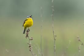 Attēlu rezultāti vaicājumam “Motacilla flava flava adult”