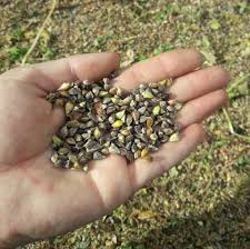 Attēlu rezultāti vaicājumam “Fagopyrum esculentum fruit”