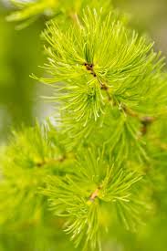 Attēlu rezultāti vaicājumam “Larix sibirica”