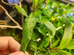 Attēlu rezultāti vaicājumam “Hygroamblystegium humile sporophyte”