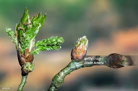 Attēlu rezultāti vaicājumam “Quercus robur bud”