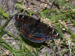 Attēlu rezultāti vaicājumam “Limenitis populi upperside”