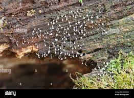 Attēlu rezultāti vaicājumam “Physarum murinum stalked”