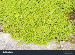 Attēlu rezultāti vaicājumam “Herniaria glabra”