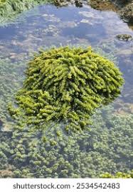 Attēlu rezultāti vaicājumam “Philonotis fontana sporophyte”