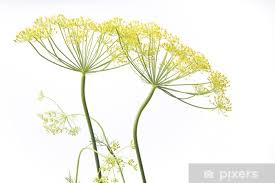 Attēlu rezultāti vaicājumam “Anethum graveolens flower”