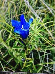 Attēlu rezultāti vaicājumam “Gentiana pneumonanthe flower”