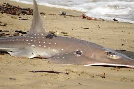 Image result for Rhynchobatus djiddensis