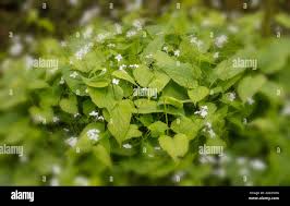 Attēlu rezultāti vaicājumam “Lunaria rediviva leaf”