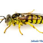 Attēlu rezultāti vaicājumam “Crabronidae”