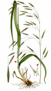 Attēlu rezultāti vaicājumam “Bromopsis benekenii”