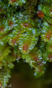 Attēlu rezultāti vaicājumam “Diplophyllum albicans”