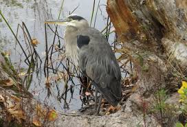 Image result for heron