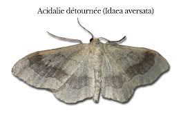 Attēlu rezultāti vaicājumam “Idaea aversata”