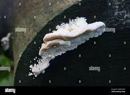 Attēlu rezultāti vaicājumam “Postia leucomallella”