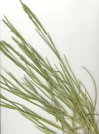 Attēlu rezultāti vaicājumam “Poa compressa leaf”