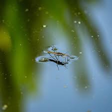 Attēlu rezultāti vaicājumam “Gerridae imago”